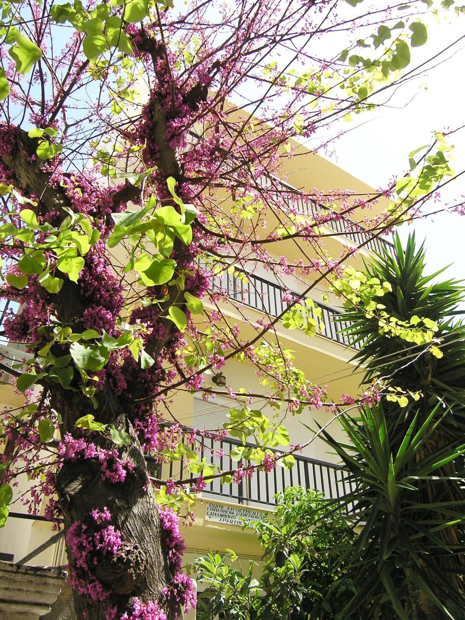 לרפטרה Popy Apartments מראה חיצוני תמונה